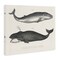 Stupell Industries Vintage Whale Study Diagrams Canvas Design by Phillipa Katz